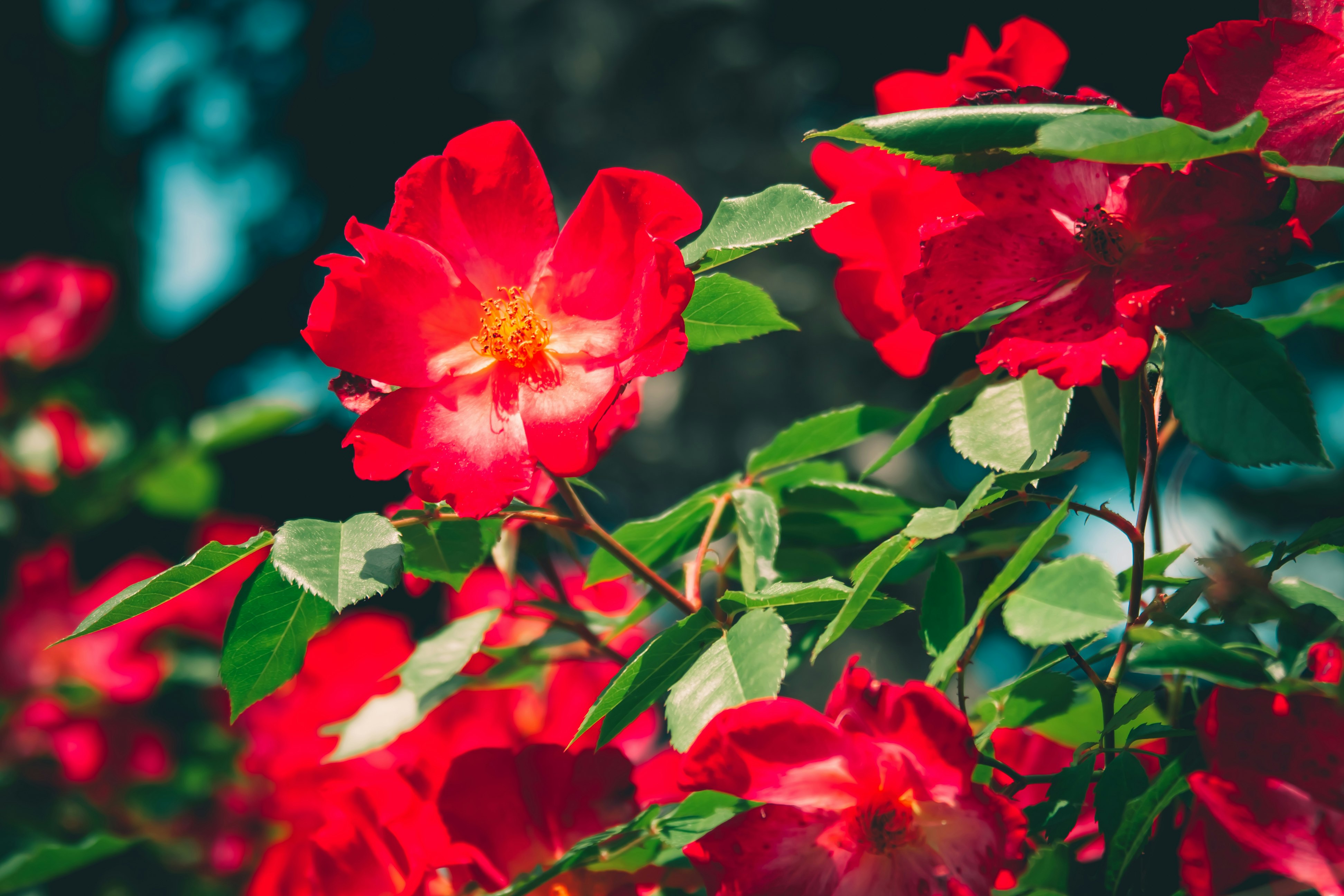 red flower in tilt shift lens